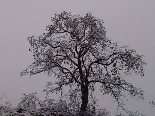 生命的形態(tài)