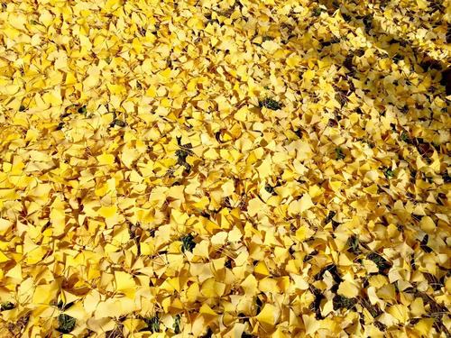 銀杏千年，等候的是秋的思念