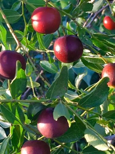 悠悠難忘的酸棗情