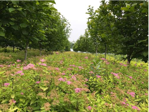 陜西綠宇園林公司:堅持改革不打烊 苗圃發(fā)展現成效