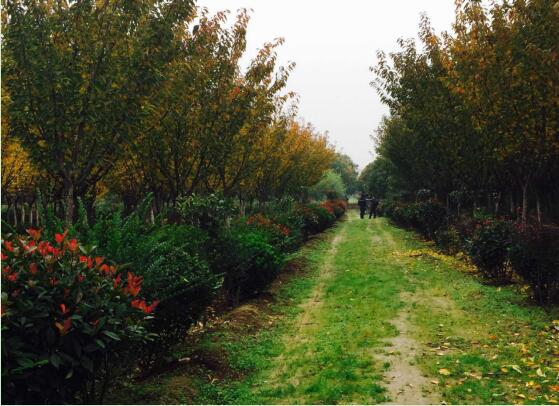 陜煤建設(shè)綠宇園林公司：以自有苗木為設(shè)計基礎(chǔ)，打造“花園式”工程