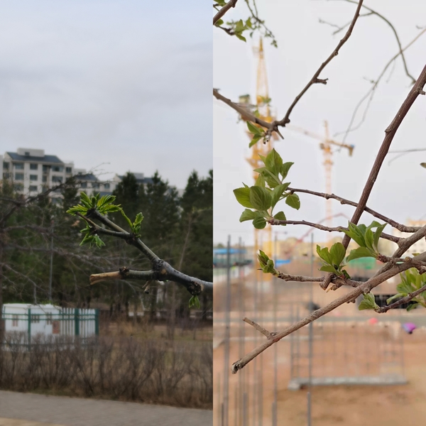 抬頭看，鄂爾多斯的春天