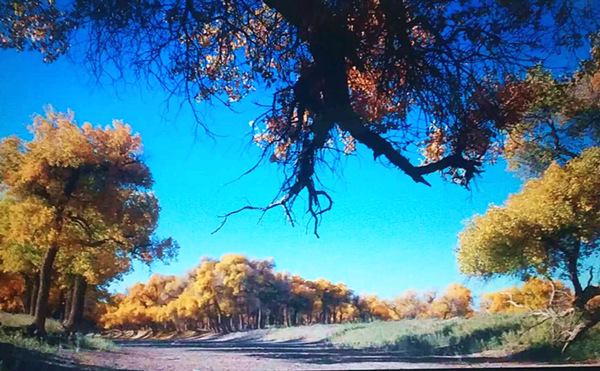 走進內蒙額濟納，與胡楊林的美撞個滿懷