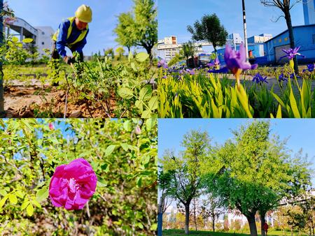 陜煤建設(shè)洗選煤運(yùn)營(yíng)公司紅柳林洗煤廠(chǎng)項(xiàng)目部： 夯實(shí)“綠”的底色    呵護(hù)“眼”的清靈