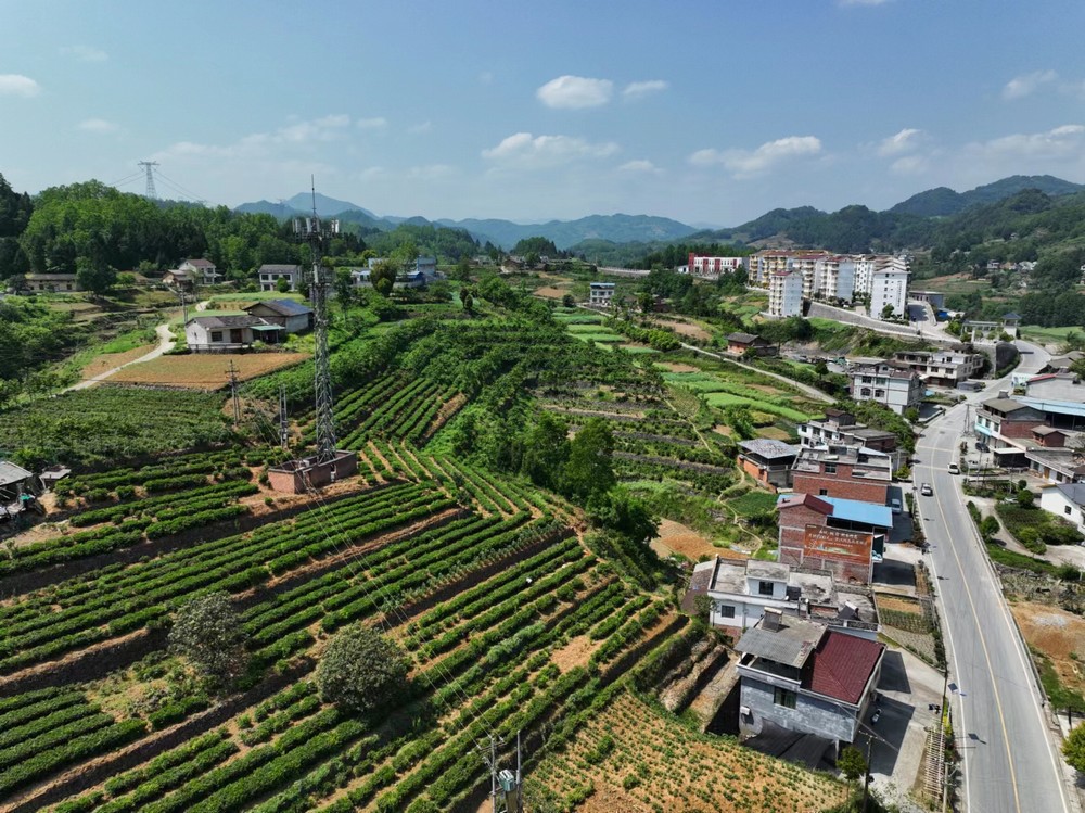 陜煤建設定點幫扶村：端起三碗“大碗茶” 走穩(wěn)茶香客滿發(fā)展路