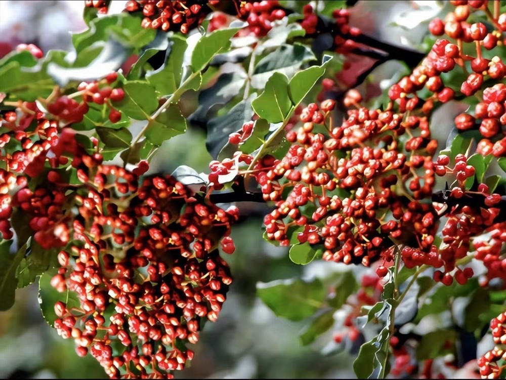 椒香溢韓城，福澤潤(rùn)民心