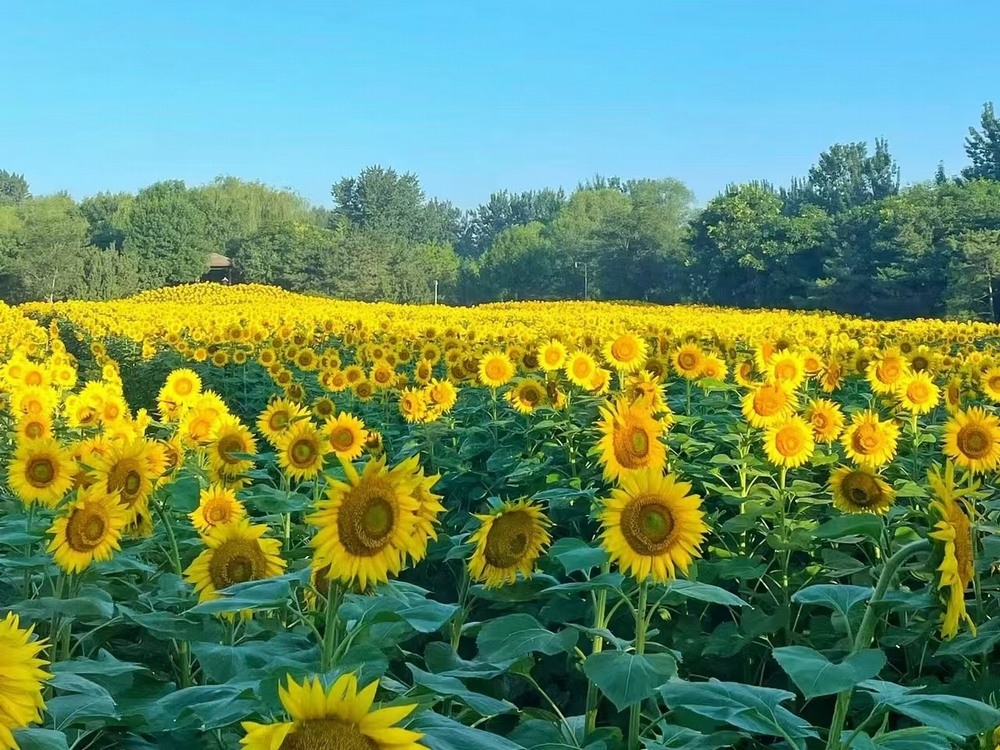 小紅花與向日葵：心靈的觸動(dòng)與生命的力量