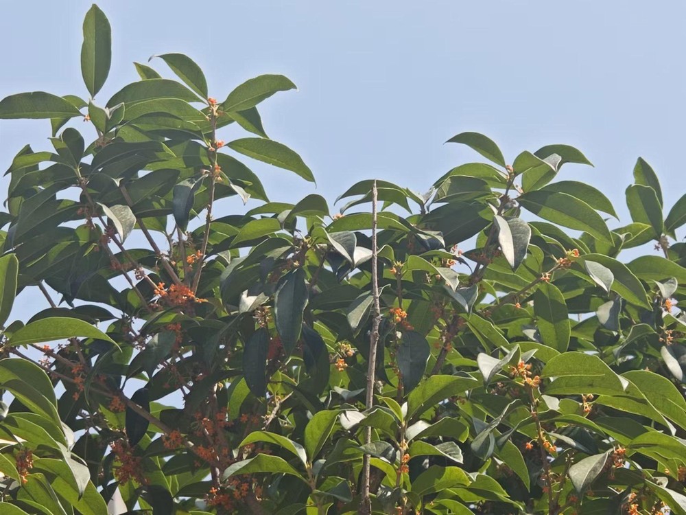 滿城桂花香，最是秋意濃