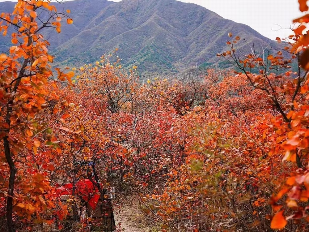 紅葉燃情，歷史鑄魂