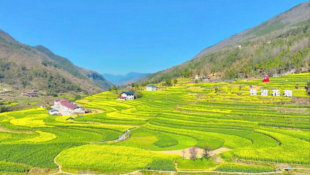 陜煤建設漢中分公司：花海盛景中綻放企業(yè)風采