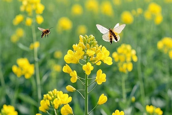 邂逅夢境中的油菜花海