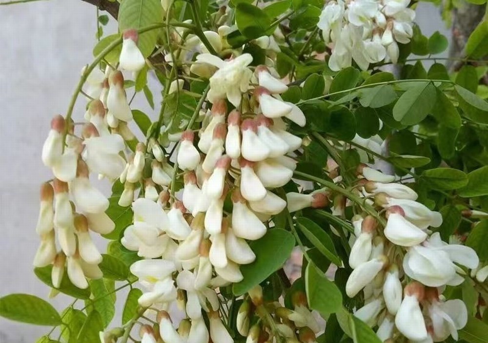 走！鉤洋槐花去！