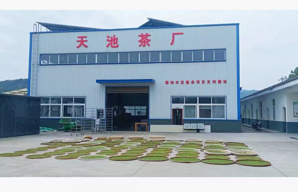 陜煤建設(shè)定點(diǎn)幫扶村：百畝茶園托起鄉(xiāng)村振興“綠引擎”