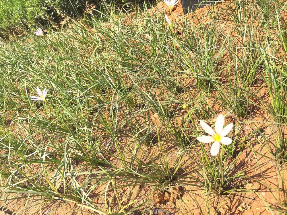 電廠花開時，奮斗自成章